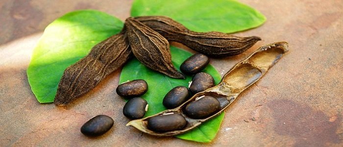 MUCUNA-54690749_l